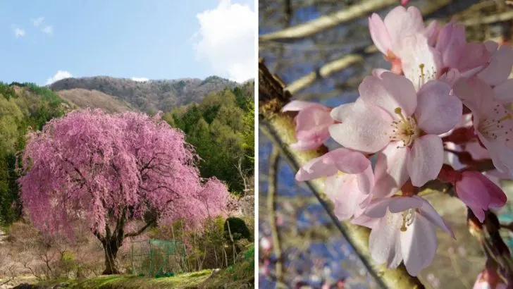 15 Tips for Growing Weeping Cherry Trees That Flourish Year After Year