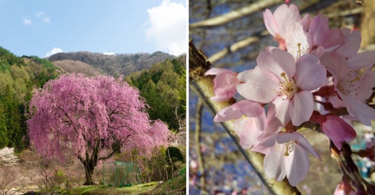 tips-for-growing-weeping-cherry-trees-that-flourish-year-after-year