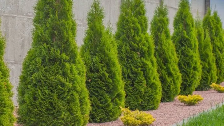 15 Trees That Add Privacy and Beauty to Your Yard