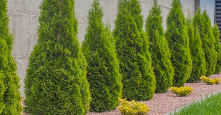 15 Trees That Add Privacy and Beauty to Your Yard