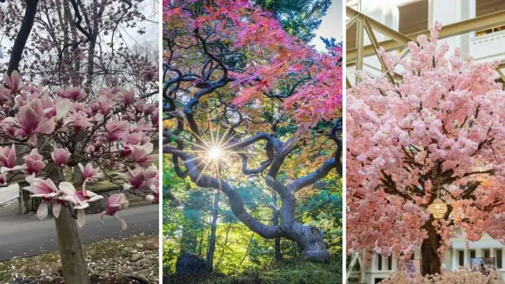 15 Trees That Are Becoming Urban Status Symbols Across Major U.S. Cities