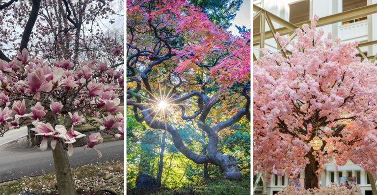 15 Trees That Are Becoming Urban Status Symbols Across Major U.S. Cities