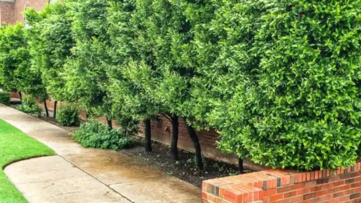 15 Trees That Enhance Privacy in Crowded City Gardens