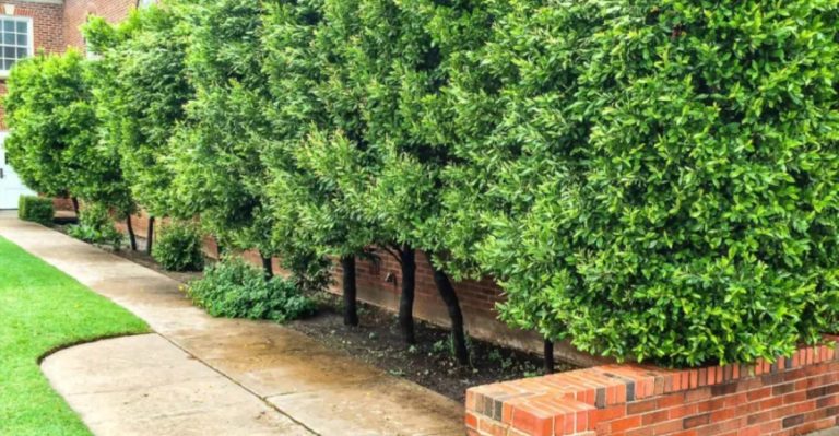 15 Trees That Enhance Privacy in Crowded City Gardens