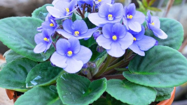 15 Unexpected Houseplants That Love Humidity