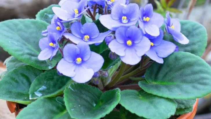 15 Unexpected Houseplants That Love Humidity