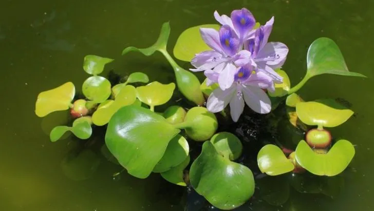 15 Water-Loving Plants Creating Beautiful Pond Gardens