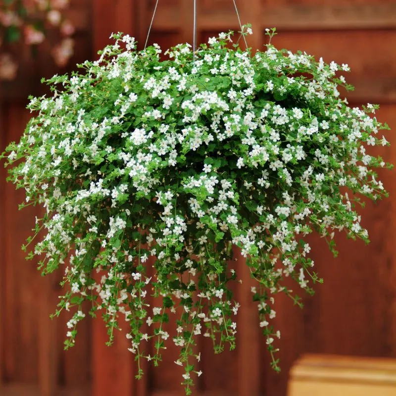 16. Bacopa