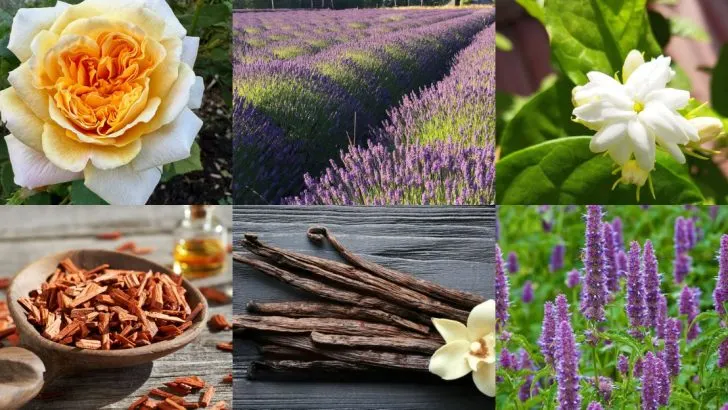 16 Beloved Plants That Give Perfumes Their Signature Scents