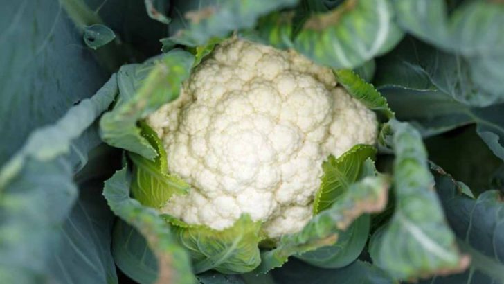16 Edible Plants That Love Cool, Damp Pacific Northwest Summers