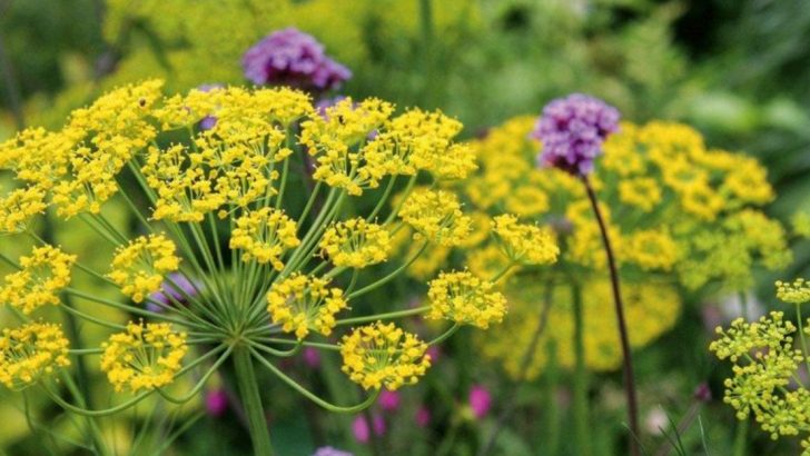 16 Fresh Herbs to Harvest This June—And Keep Harvesting Later