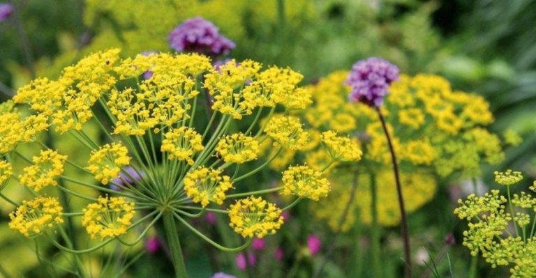 16 Fresh Herbs to Harvest This June—And Keep Harvesting Later