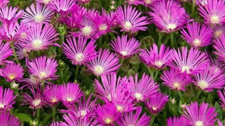 16 Ground Covers That Beat Bare Spots in the Southwest’s Hottest Summers