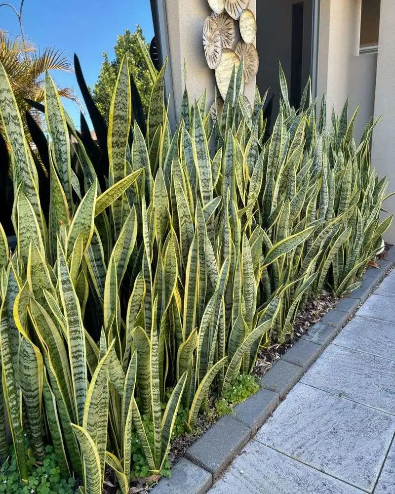 Type 1: The Reformer - Snake Plant