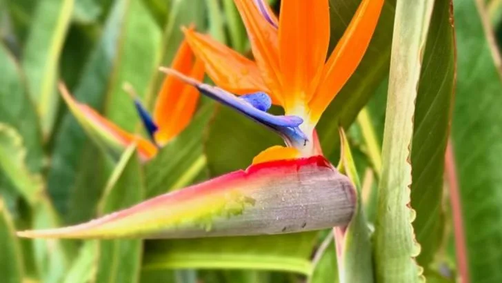 16 Houseplants That Match Your Enneagram Type (And Why You’re Drawn to Them)