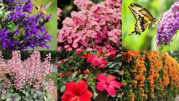 16 Shrubs That Are A Great Source of Nectar for Hummingbirds