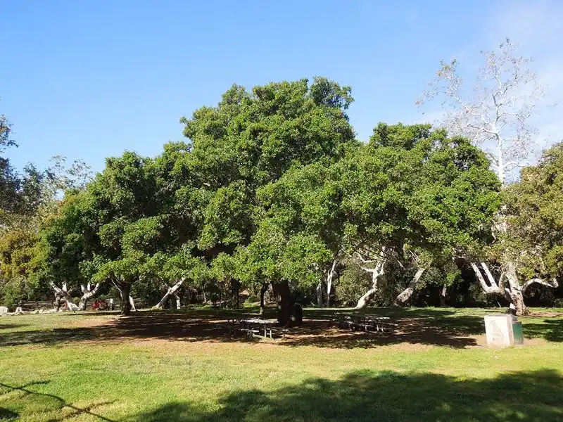 Coast Live Oak