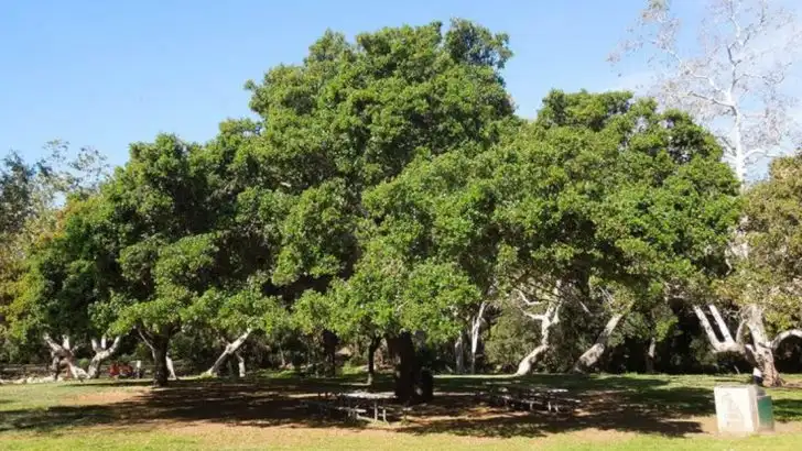 16 Trees That Provide Shade and Survive Drought in Southern California