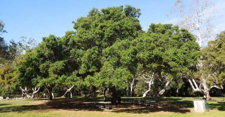 16 Trees That Provide Shade and Survive Drought in Southern California