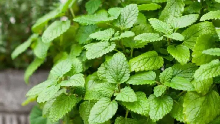 16 Ways to Grow Lemon Balm That Smells Amazing All Season