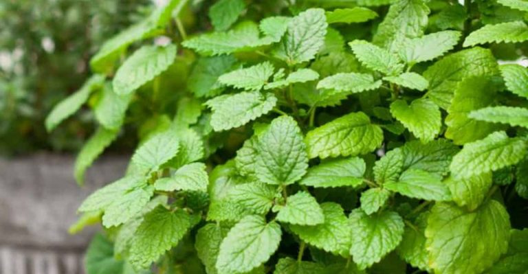 16 Ways to Grow Lemon Balm That Smells Amazing All Season