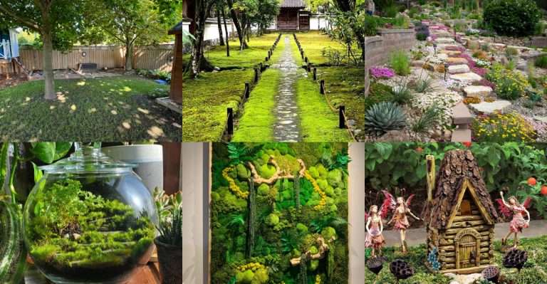 16 Ways to Incorporate Moss Lawns Into Your Yard