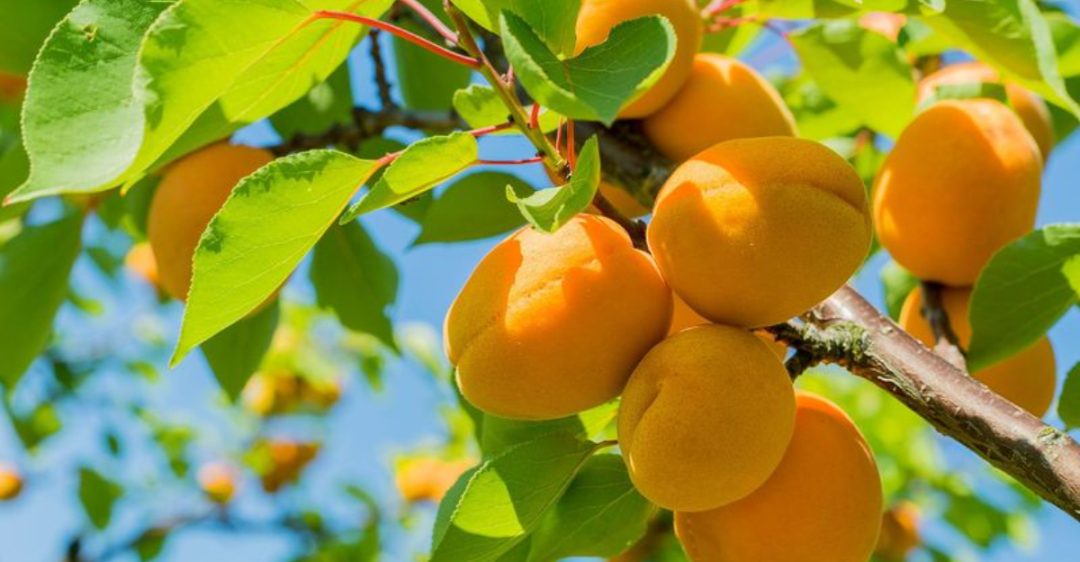16 Best Fruit Trees To Grow For Hot And Dry Climates - Plantisima