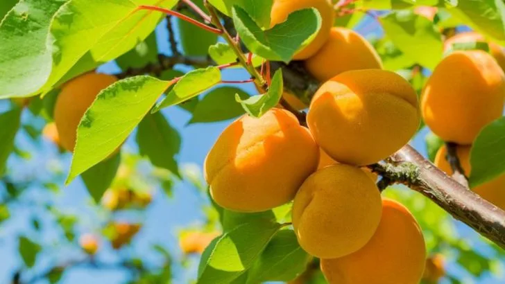 16 Best Fruit Trees To Grow For Hot And Dry Climates