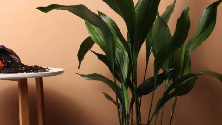 16 Best Indoor Trees for Rooms With Minimal Sunlight