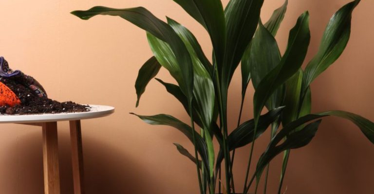 16 Best Indoor Trees for Rooms With Minimal Sunlight