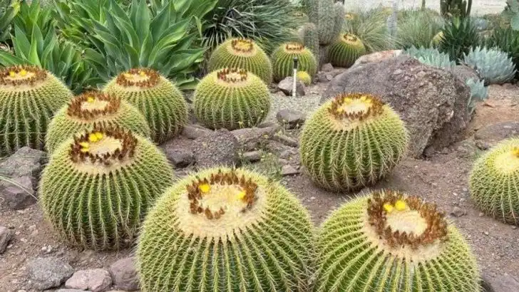 16 Colorful Cacti and Succulents That Stand Out in Southwest Desert Gardens