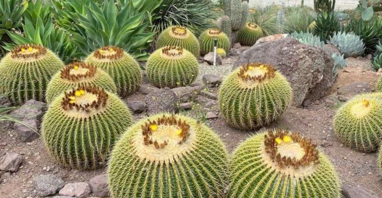 16 Colorful Cacti and Succulents That Stand Out in Southwest Desert Gardens