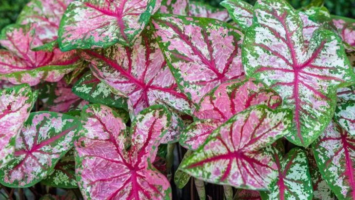 16 Colorful Foliage Plants That Brighten Shade Gardens