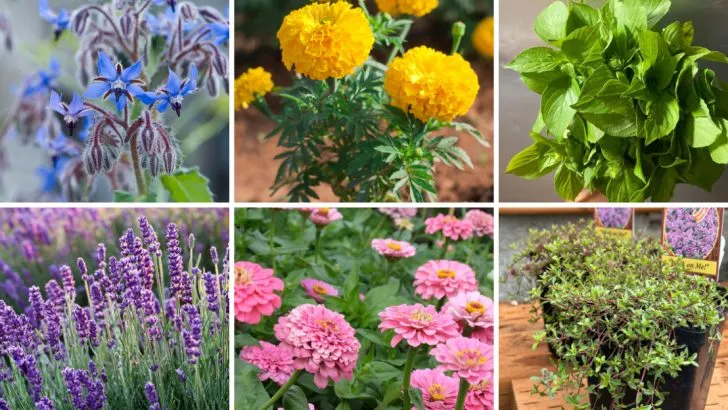 16 Companion Plants That Help Your Sunflowers Shine