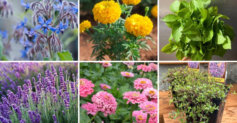 16 Companion Plants That Help Your Sunflowers Shine