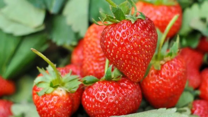 16 Easiest Fruits To Grow For First-Time Gardeners (And 5 To Skip Entirely)