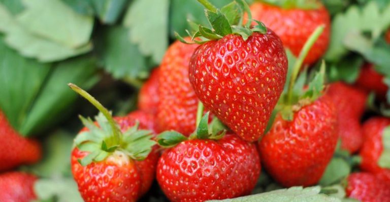 16 Easiest Fruits To Grow For First-Time Gardeners (And 5 To Skip Entirely)