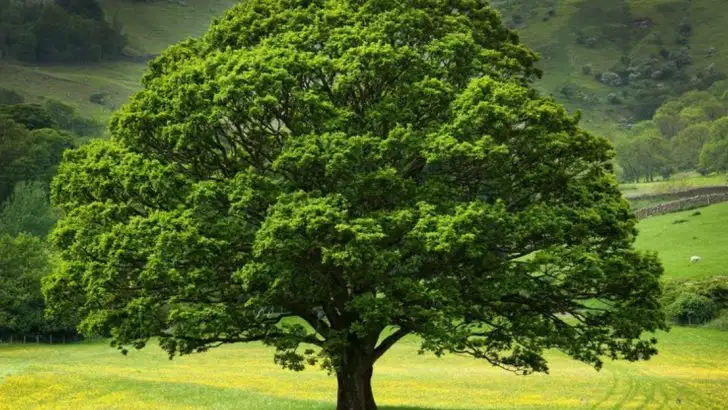 16 Essential Tips for Growing and Caring for Your White Oak Tree