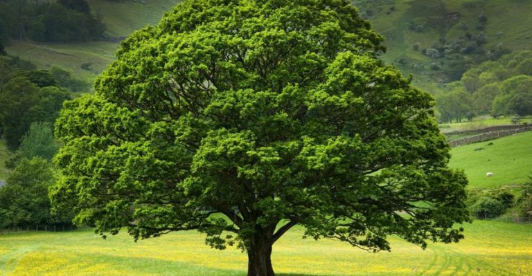 16 Essential Tips for Growing and Caring for Your White Oak Tree