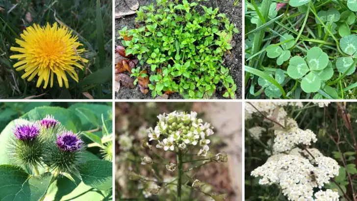 16 Hardy Weeds That Hold Your Soil Together During Storms