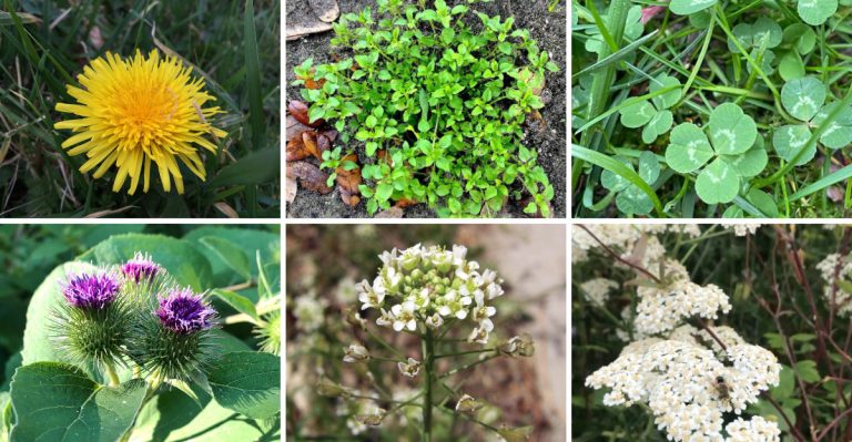 16 Hardy Weeds That Hold Your Soil Together During Storms