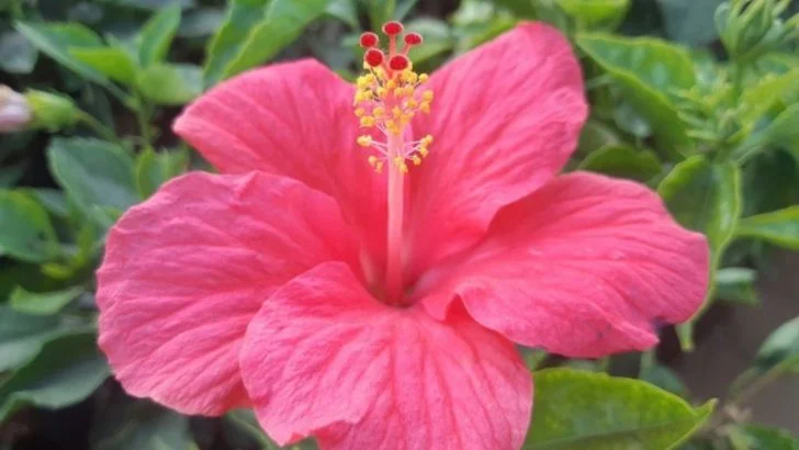 16 Heat-Loving Flowers That Bloom Nonstop in Florida’s Humid Summers