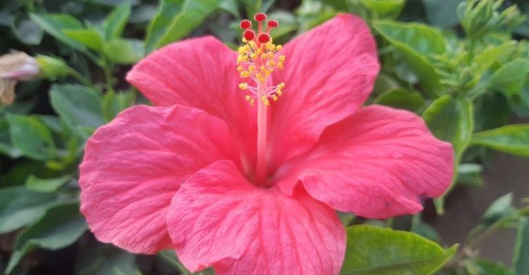 16 Heat-Loving Flowers That Bloom Nonstop in Florida’s Humid Summers