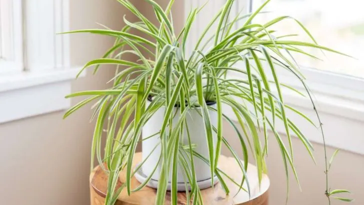 16 Indoor Plants That Actually Prefer Cold Drafty Rooms