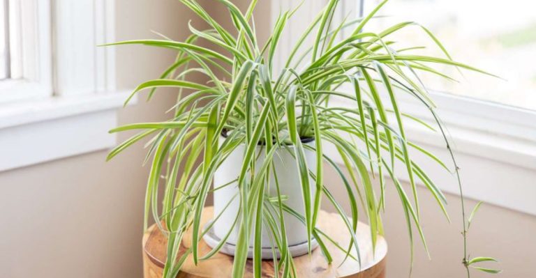16 Indoor Plants That Actually Prefer Cold Drafty Rooms