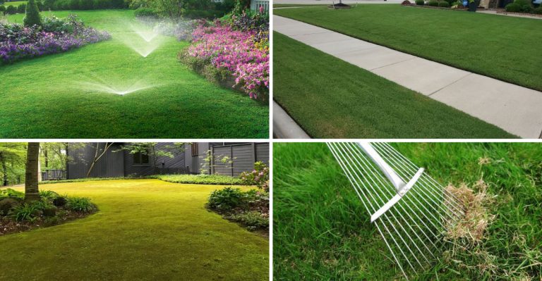 16 Lawn Care Myths That Are Actually Hurting Your Grass