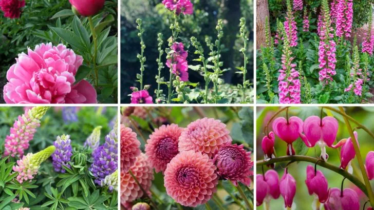 16 Old-Fashioned Plants Your Grandma Loved (That Are Suddenly Cool Again)