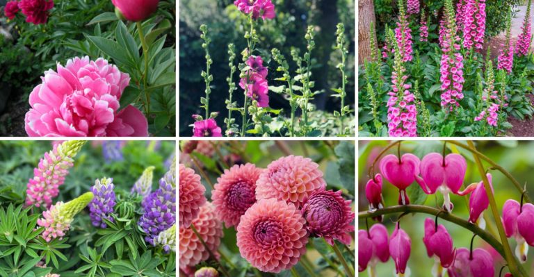 16 Old-Fashioned Plants Your Grandma Loved (That Are Suddenly Cool Again)