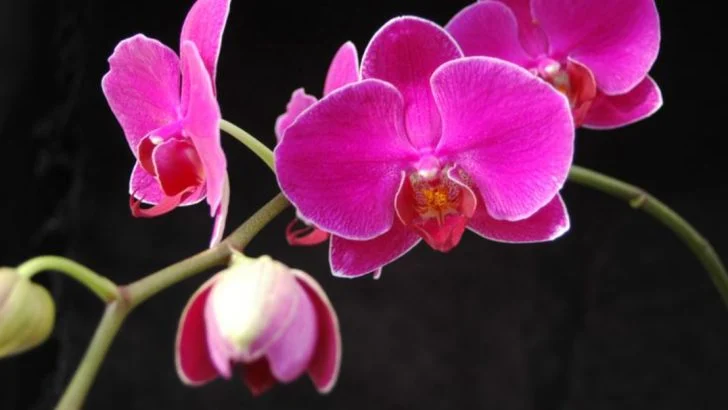 16 Orchids That Bloom All Year Without a Break