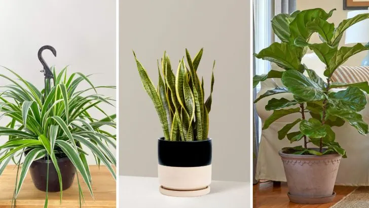 16 Plants That Are Used in Prisons, Airports, and Government Buildings for a Reason